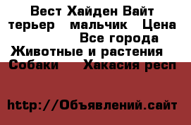 Вест Хайден Вайт терьер - мальчик › Цена ­ 35 000 - Все города Животные и растения » Собаки   . Хакасия респ.